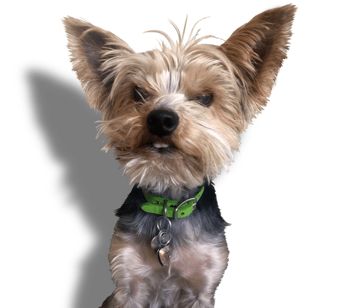 Maids2000 - Eco-Clean Products - Pet Friendly - Peanut Image